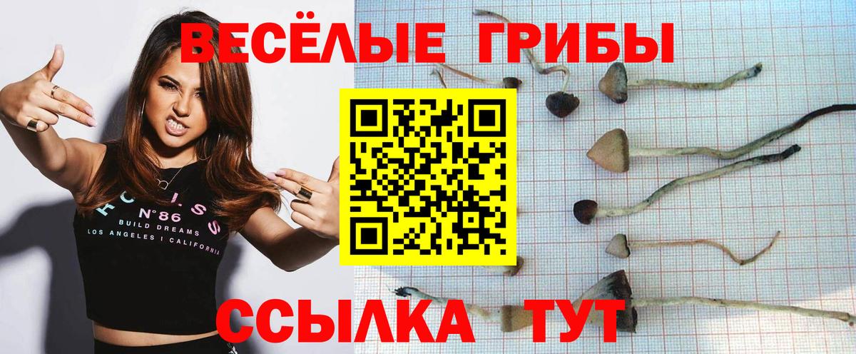Балахна  как найти   Вход с VPN  Галлюциногенные грибы Cubensis 